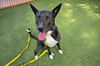 adoptable Dog in  named BAILEE