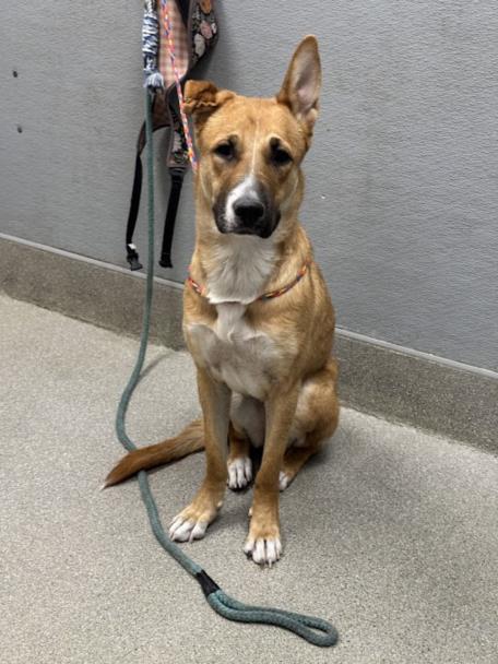 adoptable Dog in Las Vegas, NV named *BUTTERCUP