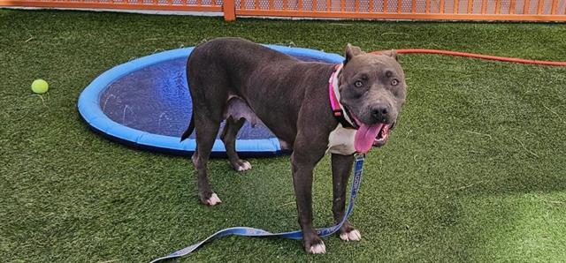 adoptable Dog in Las Vegas, NV named MODELO