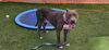 adoptable Dog in  named MODELO