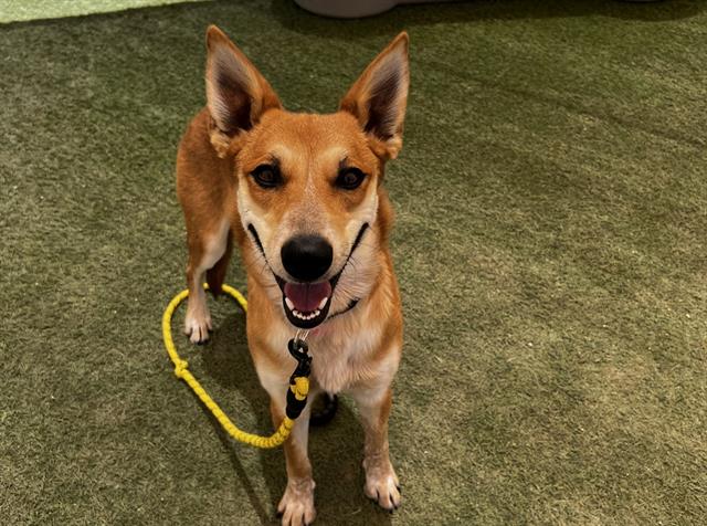 adoptable Dog in Las Vegas, NV named DARLA