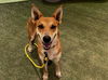 adoptable Dog in  named DARLA