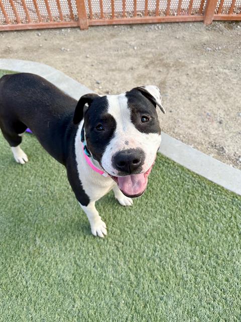adoptable Dog in Las Vegas, NV named *LILY
