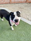 adoptable Dog in  named *LILY