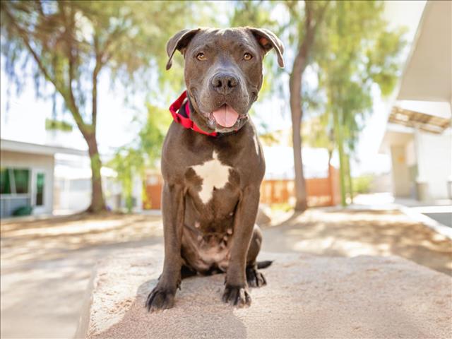 adoptable Dog in Las Vegas, NV named *MAUVE