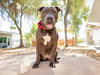 adoptable Dog in  named *MAUVE