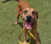 adoptable Dog in  named *BAILY