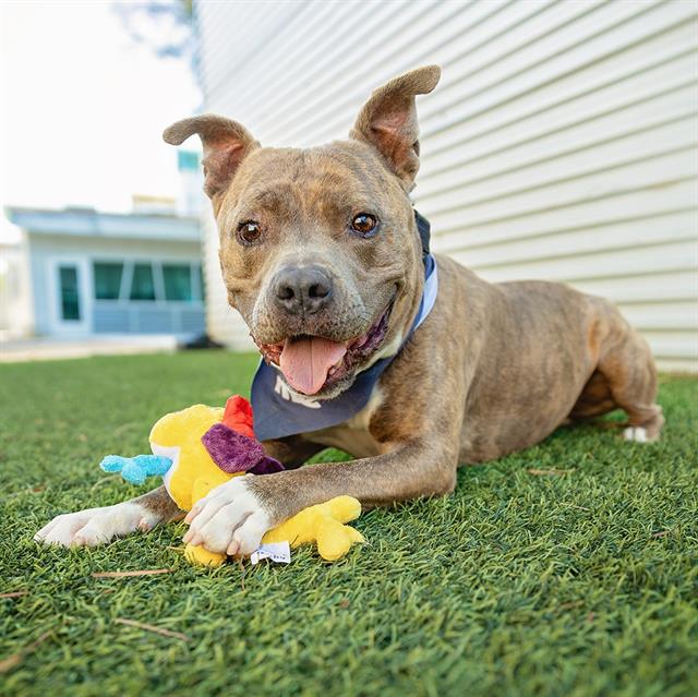 adoptable Dog in Las Vegas, NV named *MUSH