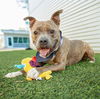 adoptable Dog in  named *MUSH
