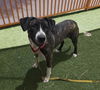 adoptable Dog in  named *SMUCKERS
