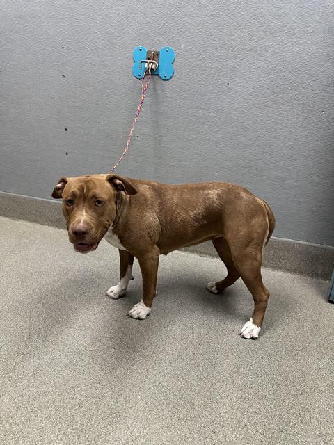 adoptable Dog in Las Vegas, NV named *DOROTHEA