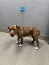 adoptable Dog in  named *DOROTHEA
