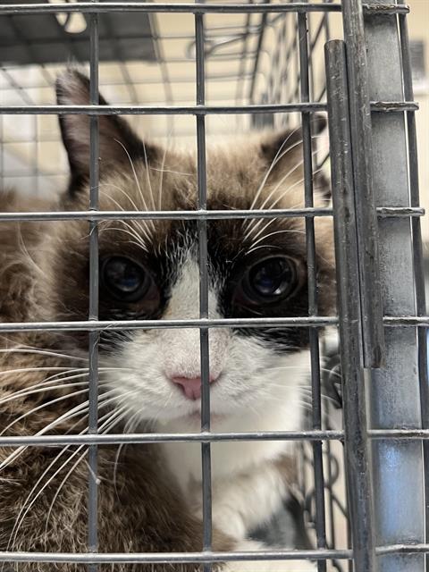 adoptable Cat in Las Vegas, NV named *PATTY