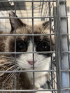 adoptable Cat in  named *PATTY