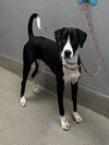 adoptable Dog in  named LOKI