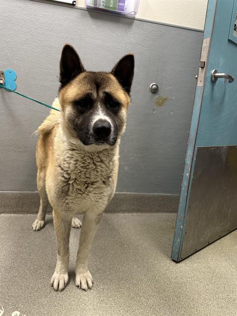 adoptable Dog in Las Vegas, NV named *CLEM