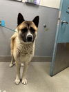 adoptable Dog in  named *CLEM