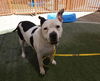 adoptable Dog in  named HADEZ