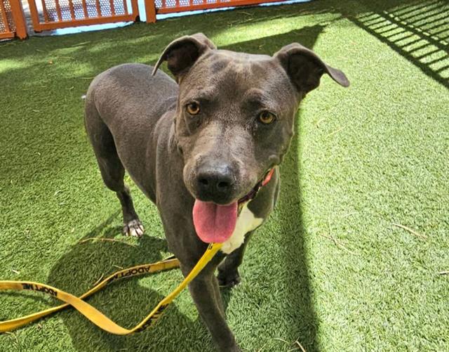 adoptable Dog in Las Vegas, NV named *BABY DOLL