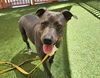 adoptable Dog in  named *BABY DOLL