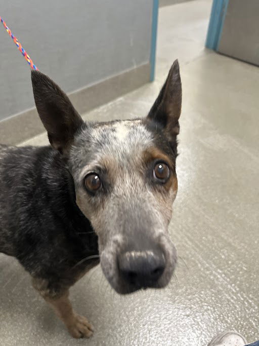 adoptable Dog in Las Vegas, NV named *GLADYSS