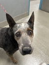adoptable Dog in  named *GLADYSS