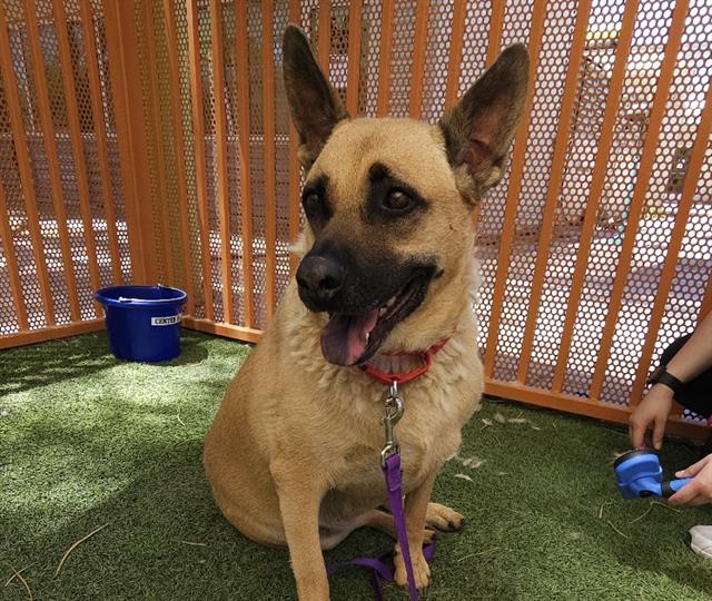 adoptable Dog in Las Vegas, NV named SADIE