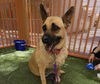 adoptable Dog in  named SADIE