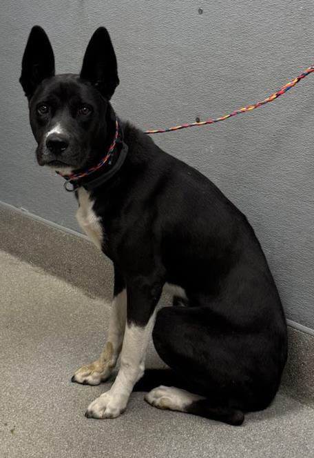 adoptable Dog in Las Vegas, NV named TAQUITO