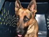 adoptable Dog in  named *AUGUSTUS