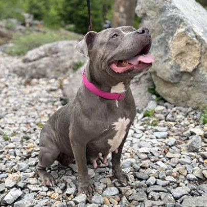 adoptable Dog in Las Vegas, NV named *JUNA