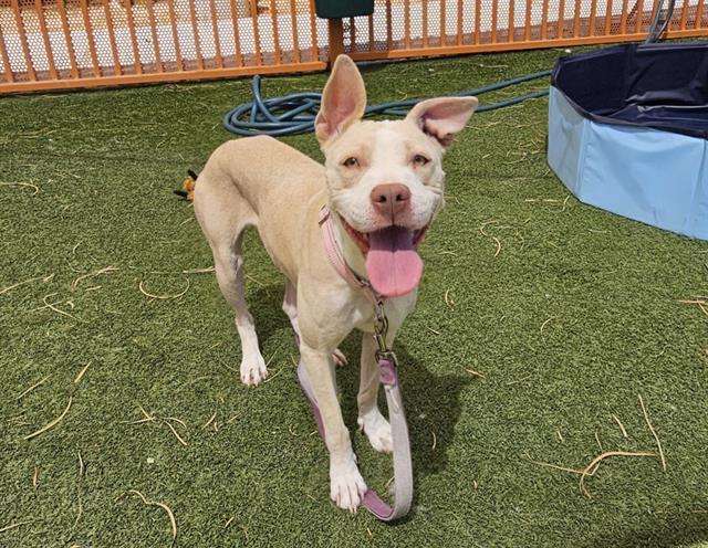 adoptable Dog in Las Vegas, NV named *NALA