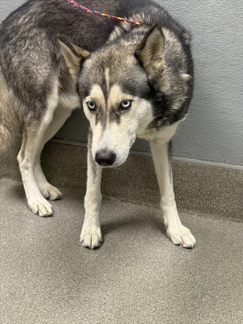 adoptable Dog in Las Vegas, NV named LOBO