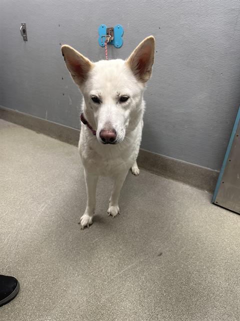 adoptable Dog in Las Vegas, NV named *ALEX