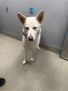 adoptable Dog in  named *ALEX