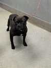 adoptable Dog in  named *MALEEK