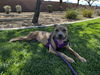 adoptable Dog in  named *BLOSSOM