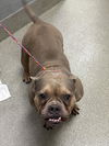 adoptable Dog in  named *MEATLOVE