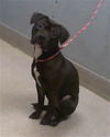 adoptable Dog in  named *CHOMPER