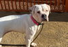 adoptable Dog in  named *BETTY