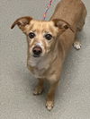 adoptable Dog in  named ELVIS