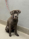 adoptable Dog in  named *GRAPHITE