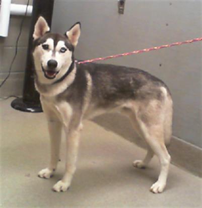 adoptable Dog in Las Vegas, NV named WINTER