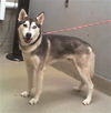 adoptable Dog in  named WINTER