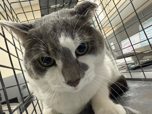 picture of the cat needing adoption