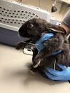 adoptable Rabbit in  named *PENELOPE