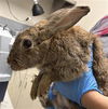 adoptable Rabbit in  named *DOLLY