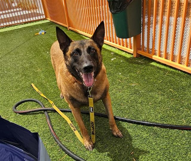 adoptable Dog in Las Vegas, NV named *CALLIOPE