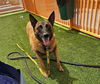 adoptable Dog in  named *CALLIOPE
