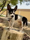 adoptable Dog in  named *DON CHUEY